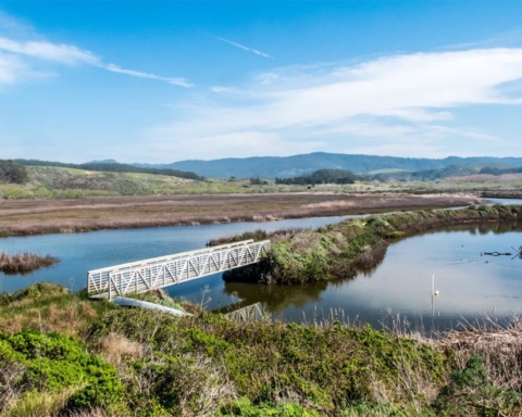 Year-long project launches to improve Butano Creek