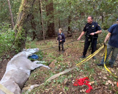 San Mateo County first responders pull horse from ditch