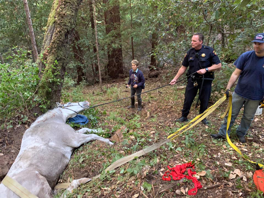 San Mateo County first responders pull horse from ditch