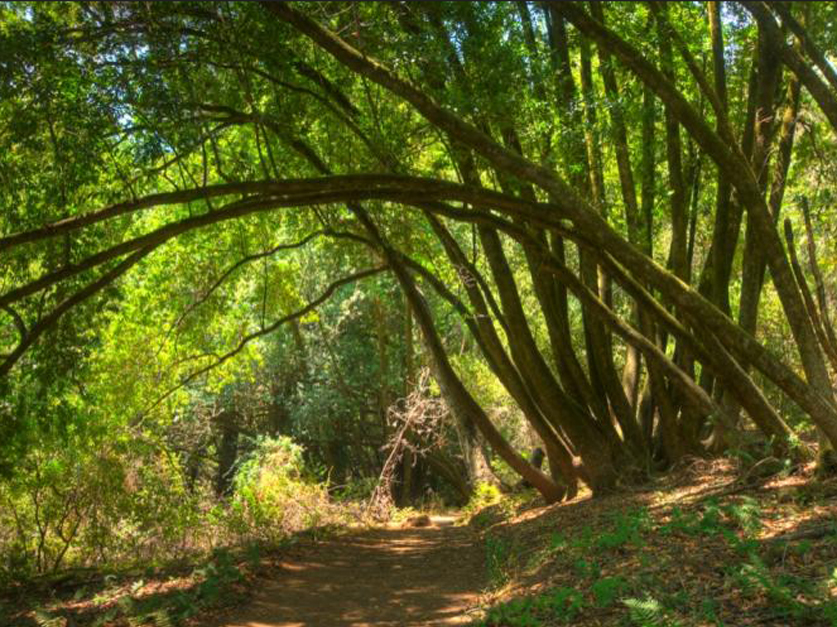 Navy Blue Film Full Sexy Video - San Mateo County unveils plan to mitigate wildfire risks in parks ...