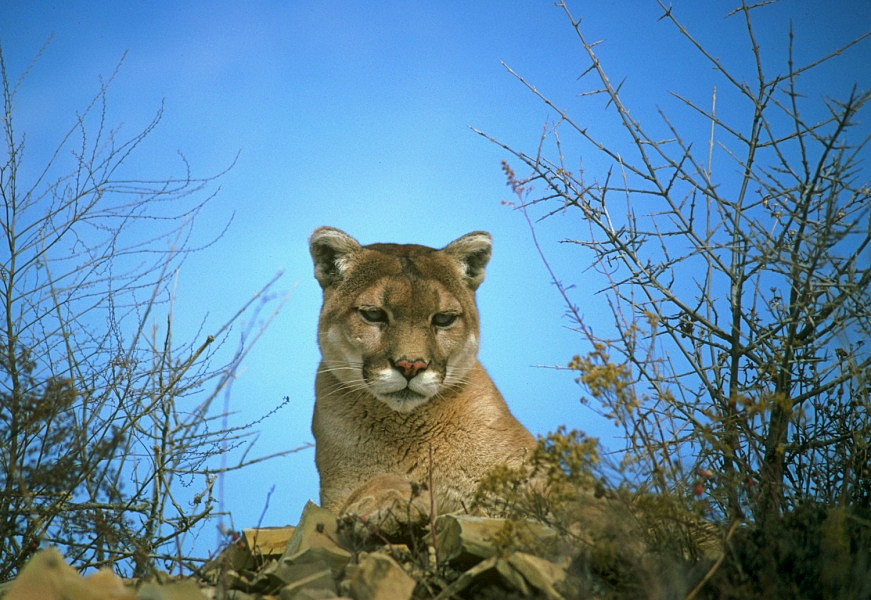 'Jaywalking' mountain lion eludes capture in San Mateo