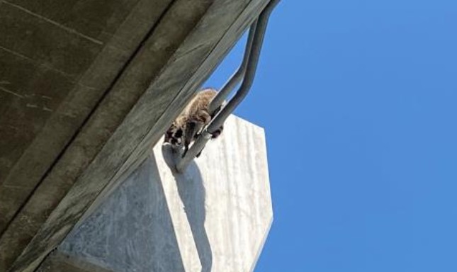 PHS/SPCA rescue raccoon dangling from highway onramp