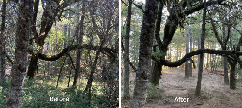 Wunderlich Park trails reopen after 58 acres treated to reduce fire risk