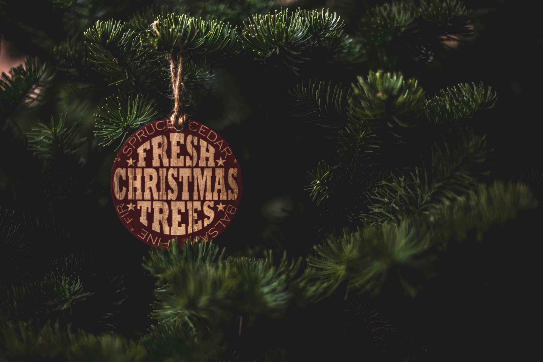 Gift a tree to families in need at Honey Bear Trees