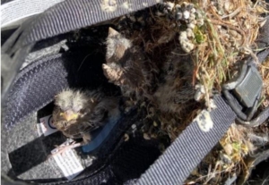 Orphaned House Finches found in nest in equestrian helmet in Redwood City