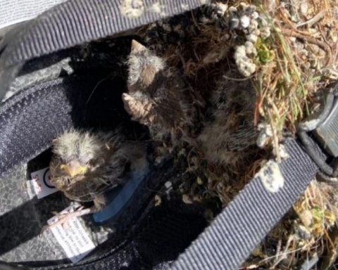 Orphaned House Finches found in nest in equestrian helmet in Redwood City