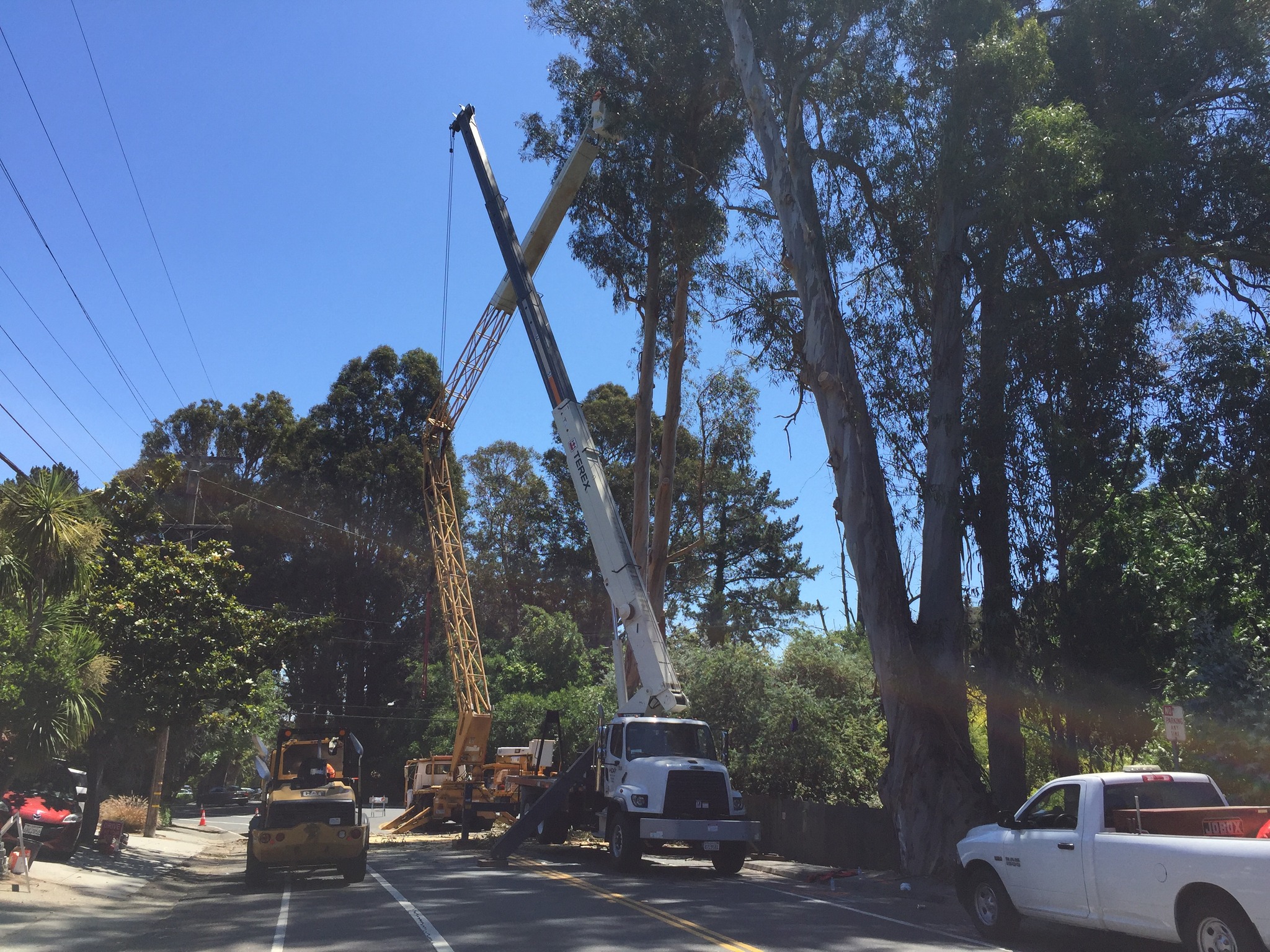 Hazardous Eucalyptus trees will be removed on San Carlos Avenue between Alameda de las Pulgas and Cordilleras Avenue in San Carlos from Monday, July 25, through about Aug. 12, the city has announced. "Professional Tree Care Company (PTC) will remove approximately 36 eucalyptus and other trees that pose a community safety threat due to their large size, frequent limb failure, and risk of falling," the city said. For public safety, PTC will close San Carlos Avenue in both directions during the tree removal, which will occur Monday through Friday between 9 a.m. and 3 p.m. The first closure, beginning in August, will be between Alameda de las Pulgas and Cordilleras Avenue from July 25 through Aug. 2. The second closure will be between Cordilleras Avenue and Sycamore Street and the small portion of Cordilleras Avenue near the intersection of San Carlos Avenue. This closure will be in place beginning in August. Message boards will provide detour information. It's the third phase of the Eucalyptus Tree Removal Project. Find up-to-date information and detour maps here. Photo courtesy of the City of San Carlos