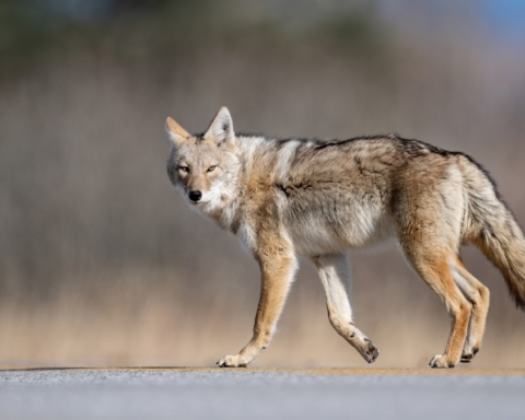Coyote sightings on Bay Trail prompts advisory in Redwood Shores