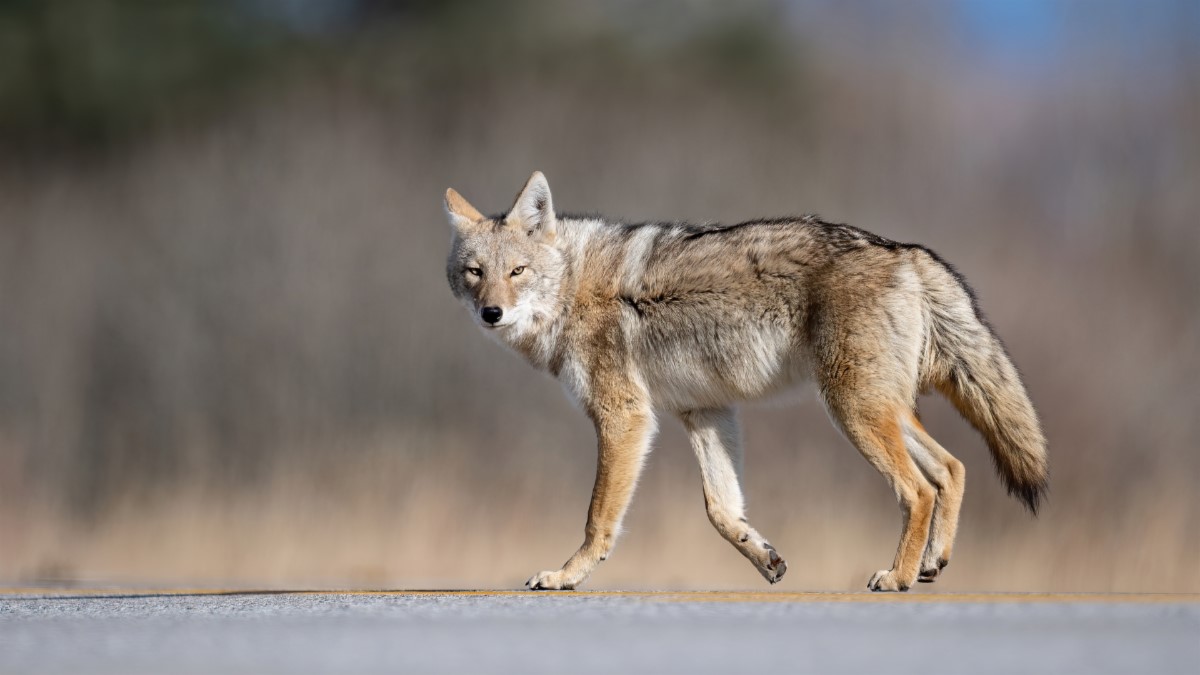 Coyote sightings on Bay Trail prompts advisory in Redwood Shores