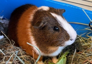 PHS/SPCA waives adoption fees for Guinea pigs